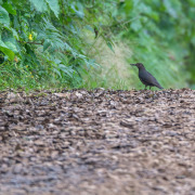 Alpine Thrush