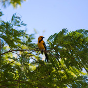 Altamira Oriole