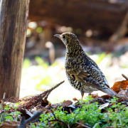 Amami Thrush