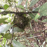 Amazonian Antshrike