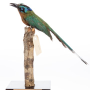 Amazonian Motmot