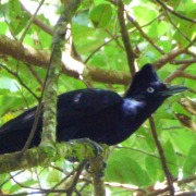 Amazonian Umbrellabird