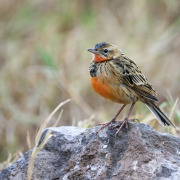Rosy-throated Longclaw
