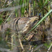 American Bittern