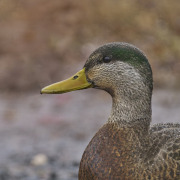 American Black Duck