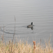 American Coot