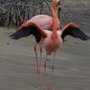 American Flamingo