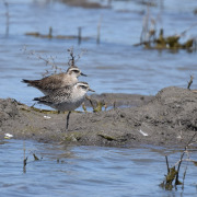American Golden Plover