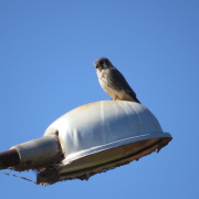 American Kestrel