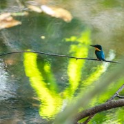 American Pygmy Kingfisher