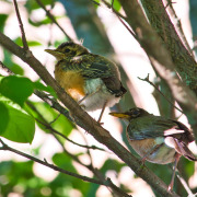 American Robin