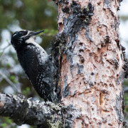 American Three-toed Woodpecker