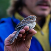 American Tree Sparrow