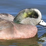 American Wigeon