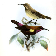 Amethyst Sunbird