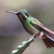 Purple-throated Mountain-gem