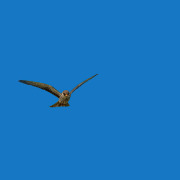 Amur Falcon