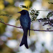 Andaman Drongo