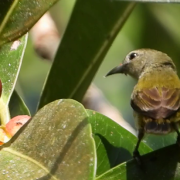 Andaman Flowerpecker