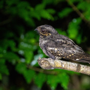 Andaman Nightjar