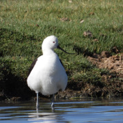 Andean Avocet