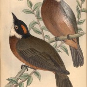 Andean Cock-of-the-rock