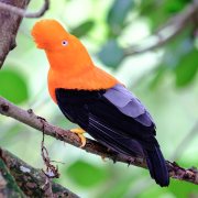 Andean Cock-of-the-rock
