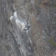Andean Condor