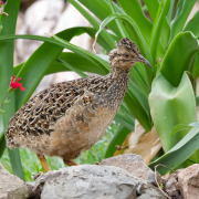 Andean Tinamou