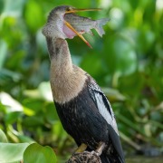 Anhinga