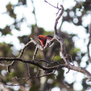 ʻApapane