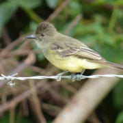 Apical Flycatcher
