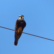 Aplomado Falcon