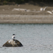 Arctic Tern