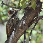 Arizona Woodpecker