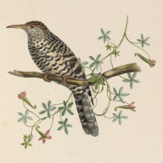Arizona wren