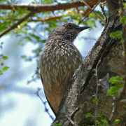 Arrow-marked babbler