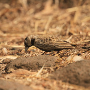 Ashy-crowned Sparrow-Lark