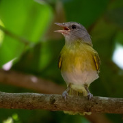 Ashy-headed Greenlet