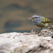 Ashy-throated Warbler