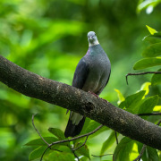 Ashy Wood Pigeon