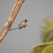 Ashy Woodswallow