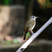 Asian Brown Flycatcher