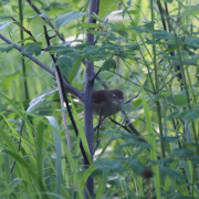 Asian Brown Flycatcher