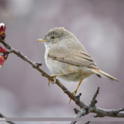 Asian Desert Warbler
