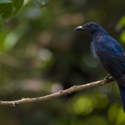 Asian Fairy-bluebird
