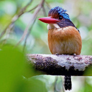 Asian Fairy-bluebird