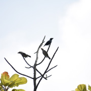 Asian Glossy Starling