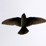 Asian House Martin