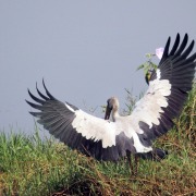 Asian Openbill